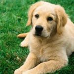 Macabro: Una mujer robaba, mataba y almacenaba perros en su casa mexico