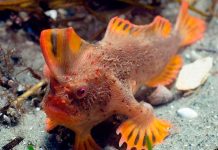 ?Descubren población de peces que «caminan» en el sur de Australia