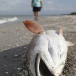 Sueltan miles de peces para repoblar las costas de Florida tras la marea roja estados unidos