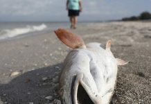 Sueltan miles de peces para repoblar las costas de Florida tras la marea roja estados unidos