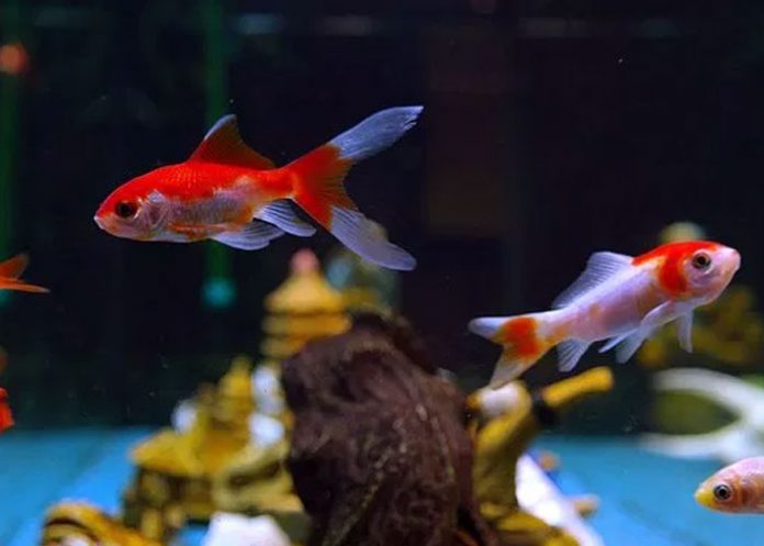 peces-2_AN2J8m6 cuba