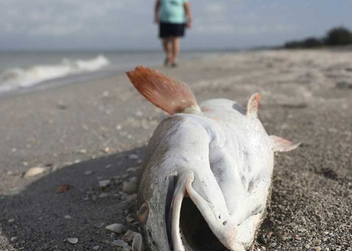 peces estados unidos