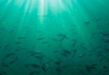 Impactante: Hallan fósiles del monstruo marino más grande de la prehistoria fosiles