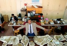 Un nuevo dinosaurio abre camino a otros hallazgos en Egipto