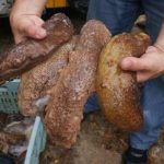 Nicaragua anuncia apertura de pesca de pepino de mar para este 2018 nicaragua