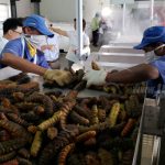 INPESCA junto a CAMPRESA inauguran gran inversión de planta procesadora de pepino de mar nicaragua