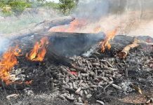 Incineran más de 2,500 libras de pepino de mar en Puerto Cabezas nicaragua