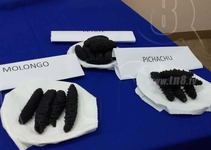 pepino-mar-nicaragua-01 nicaragua