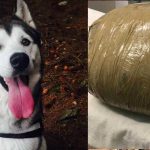 Dejó su perra en una guardería canina y se la devolvieron muerta irlanda