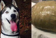 Dejó su perra en una guardería canina y se la devolvieron muerta irlanda