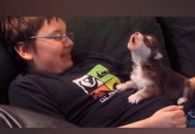 Cachorro siberiano de 20 días de nacido aprende a aullar y es muy tierno perro muerde a ladron