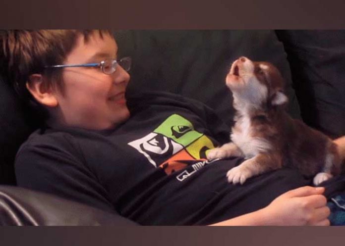 perro muerde a ladron