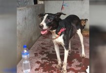 Rambo, el perro que sobrevivió a la erupción en Guatemala guatemala