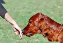 ¿Pueden los perros detectar cáncer? pueden