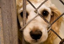 Depravado violó a perrita y le causó infección en sus genitales
