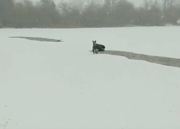 perra_Z2K0ba8 ben west