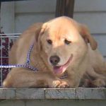 Perrita camina más de 90 kilómetros para volver a la casa donde vivía antes kansas