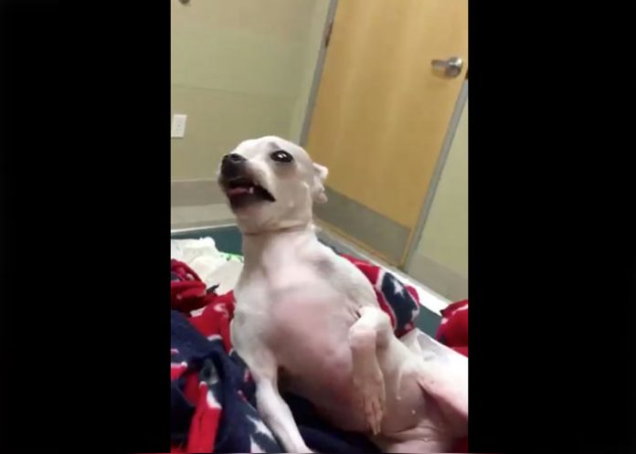 perrita estados unidos