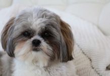 Sacrifican a una perrita sana para ser enterrada con su dueña estados unidos