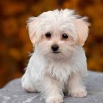 Niños guatemaltecos llevan a perrito con cubrebocas a vacunarse guatemala