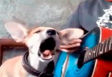 Un niño y un perro cantan peculiar serenata y conmueven al mundo