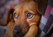¡Con quien se queda! Expareja pelea custodia de un perro en Colombia colombia