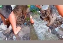 Una perrita salva a su cría que se ahogaba dentro de un hoyo. una perrita