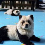 Perros pintados como pandas en un café de China provocan polémica nicaragua