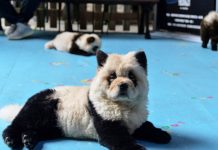 Perros pintados como pandas en un café de China provocan polémica nicaragua