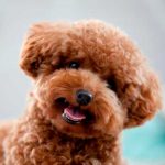 «Hay un impostor entre nosotros». Mira al perrito de ‘Among Us’ videojuegos