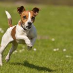 Un perro sacrificó su vida por salvar a su familia de un incendio un perro