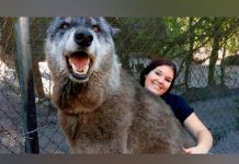 Perro mitad lobo sorprende a miles de usuarios por su gran tamaño