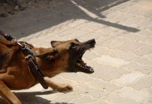 5 adulto desafían escalofriante ataque de un perro a una niña