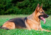 Perro policía jubilado busca nuevo hogar para el resto de su vida perro policia