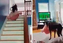 La mejor manera de este perro para ver la televisión con su dueña