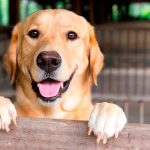 Viral: No creerás lo que hizo un perrito en este baño estados unidos