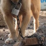 Hombre abusó sexualmente de un perro: el animal debió ser sacrificado estados unidos