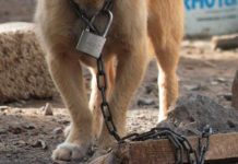Hombre abusó sexualmente de un perro: el animal debió ser sacrificado estados unidos
