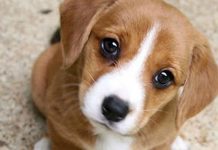 Encuentran a un perro envuelto en alambres en El salvador el salvador