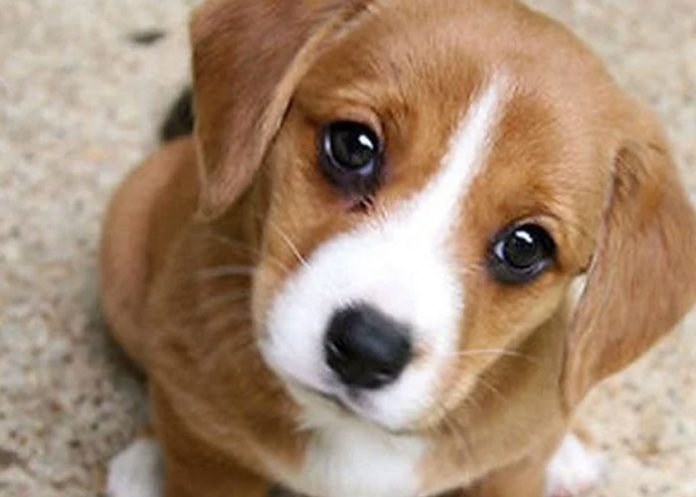 perro-amarrado-el-salvador el salvador