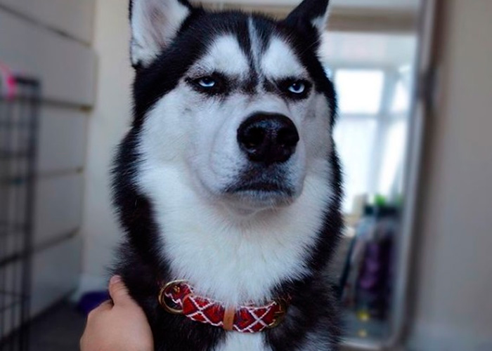 perro-celosos perros