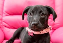 Conozca a Roo, el perro labrador que nació con seis patas misteriosa criatura
