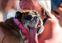 Muere zsa zsa, el perro más feo del mundo california