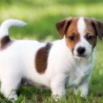 «Perro unicornio», cachorro nace con una cola en la frente estados unidos