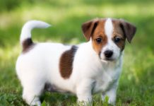 «Perro unicornio», cachorro nace con una cola en la frente estados unidos