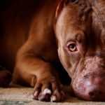 Sacrifican a un Pitbull «por no ser apto para los humanos» Reino Unido