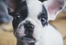 Impresionante como un cachorro nació de color verde (VIDEO) biliverdina