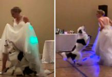 Novia y su perro conquistan Facebook con su mágica coreografía «Footloose» novia