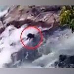 Desalmado lanza dos perros a un rió y perecen ahogados (VIDEO) desalmado