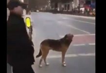 Video: Perro respeta luz roja del semáforo y causa asombro en las redes colombia